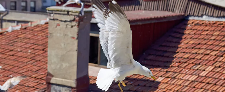 Residential Chimney Animal Removal Solution in Beacon, NY